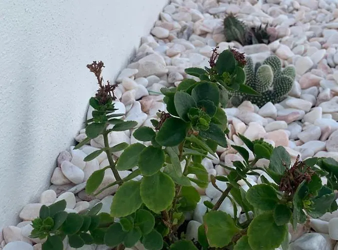 - Sea House * Torreira